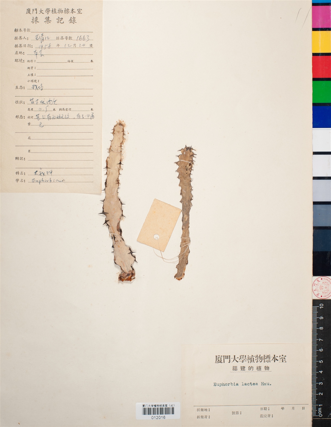 >帝锦(学名: i>euphorbia lactea /i>)是大戟科,大戟属多年生肉质植物