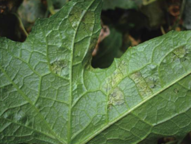  p>丝瓜霜霉病是由古巴假霜霉引起的,发生在 a target="_blank" href=