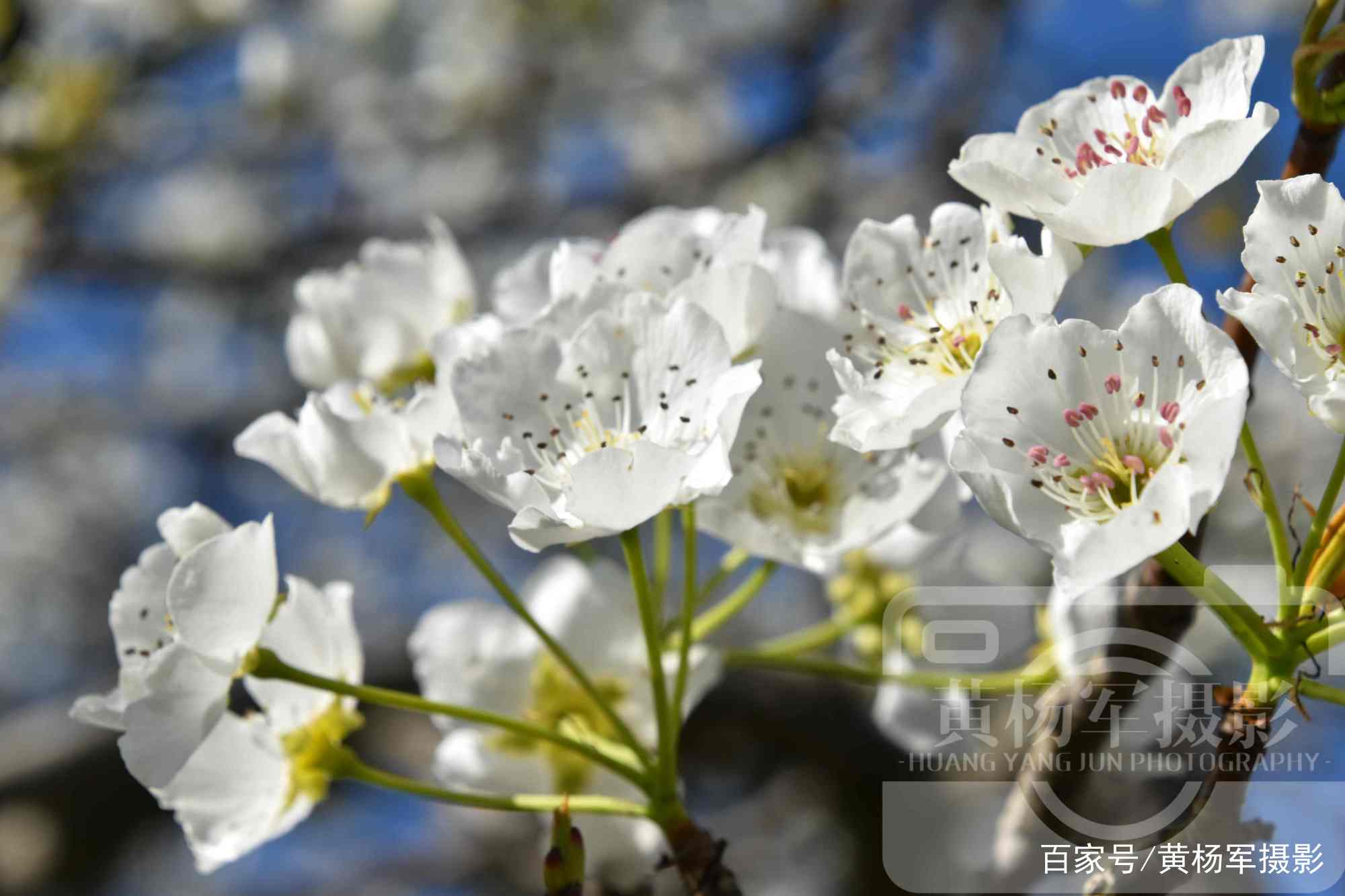 春天故乡的原风景，赣州蓝天下的雪白梨花_百科TA说