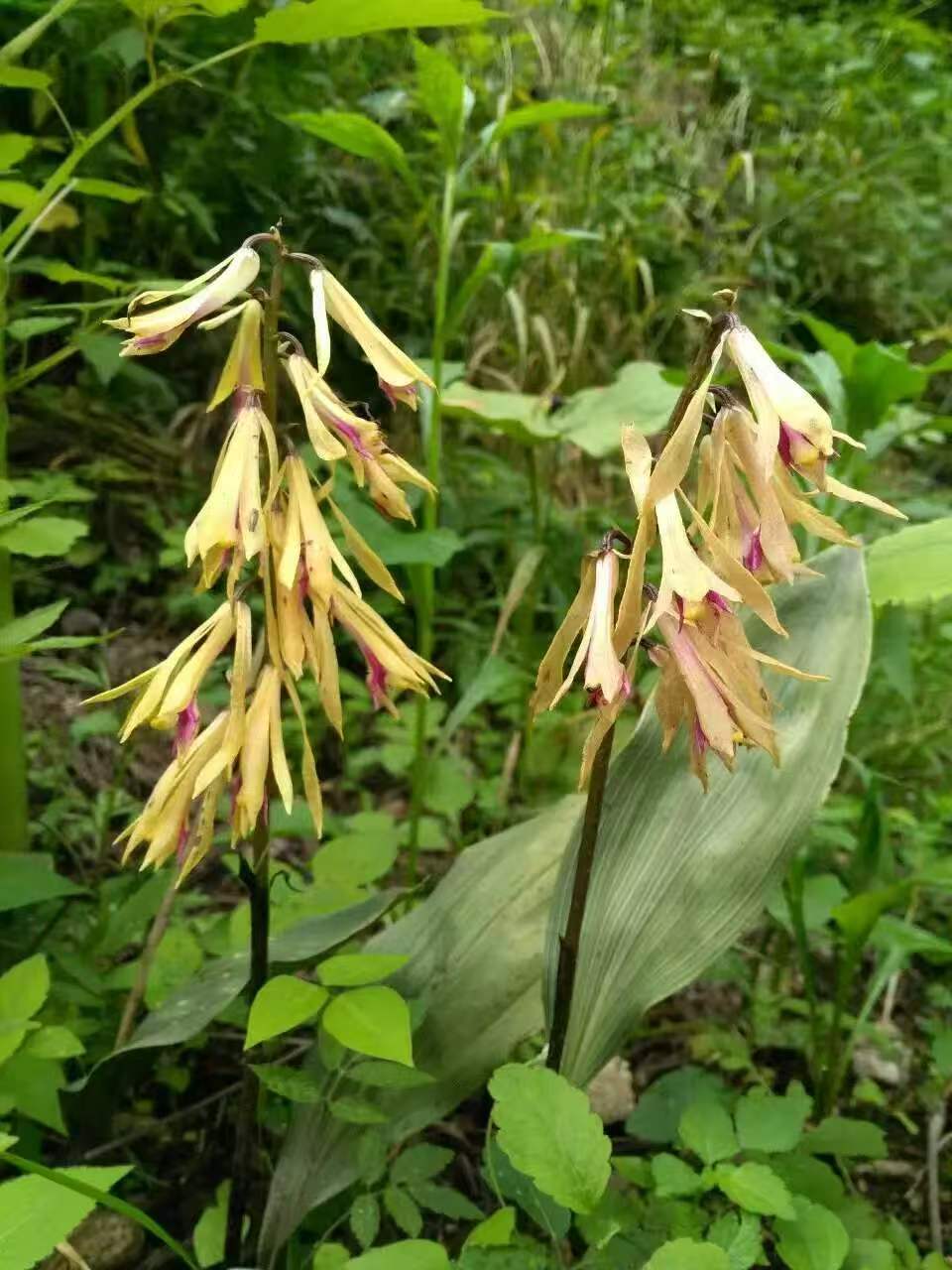 山慈菇,中药名