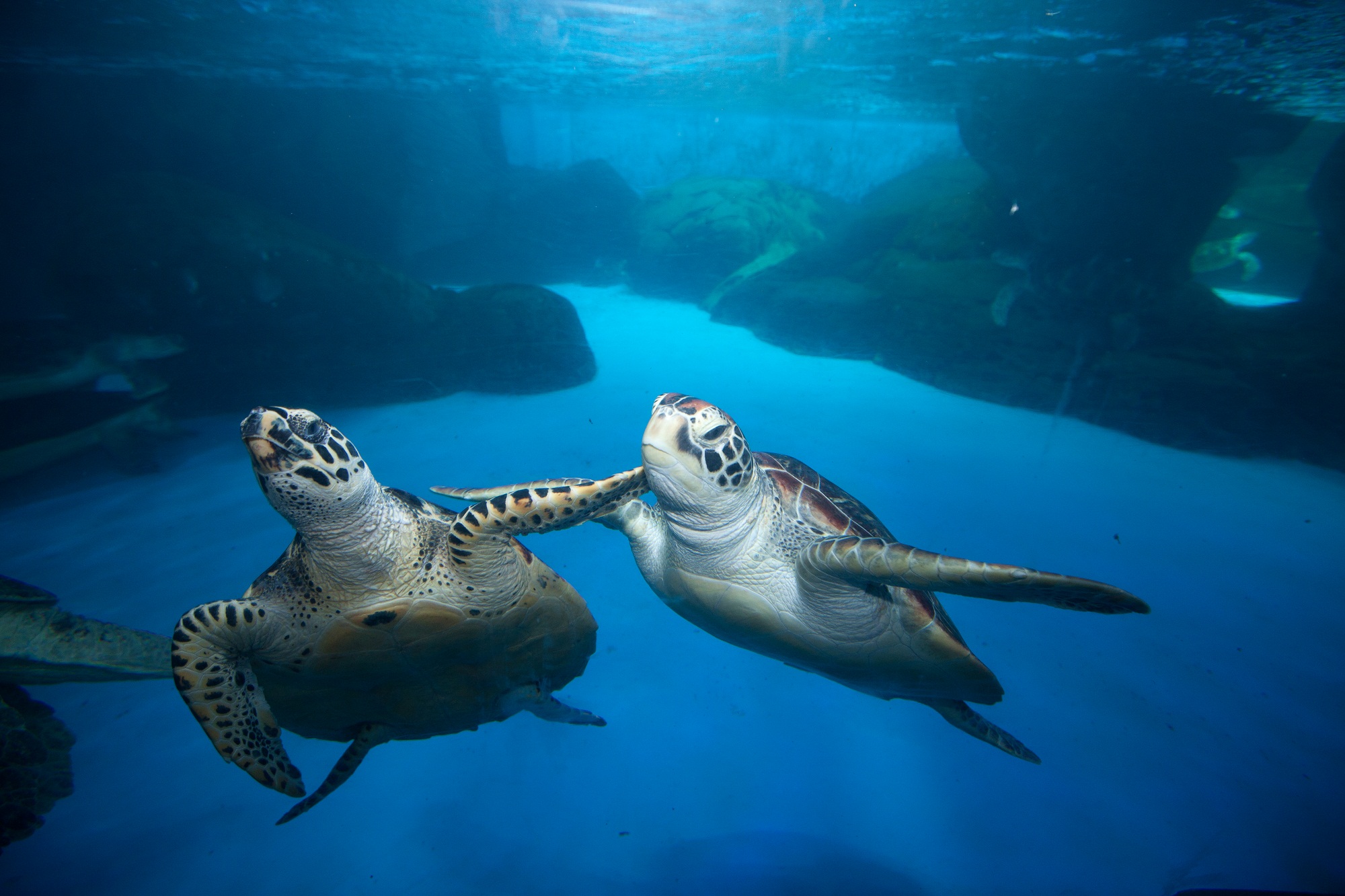 海昌cec·成都极地海洋世界