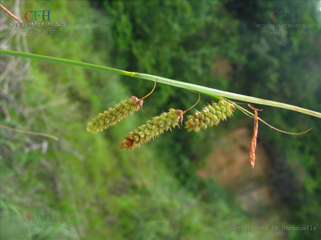  p>垂穗薹草(拉丁学名:carex brachyathera ohwi),为 a href="#">莎草