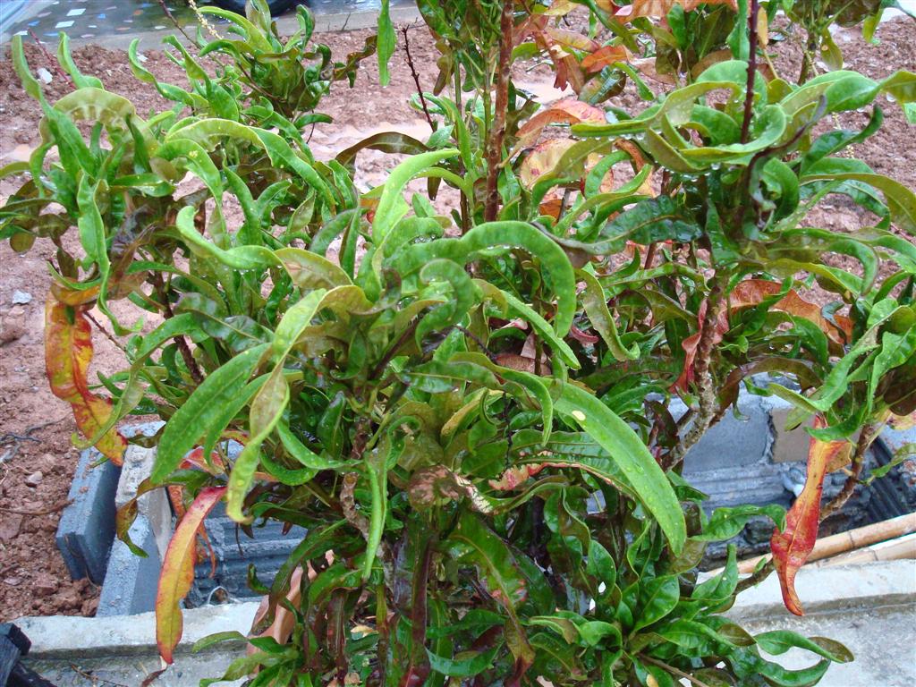  p>槟榔亚纲(arecidae)又称棕榈亚纲.