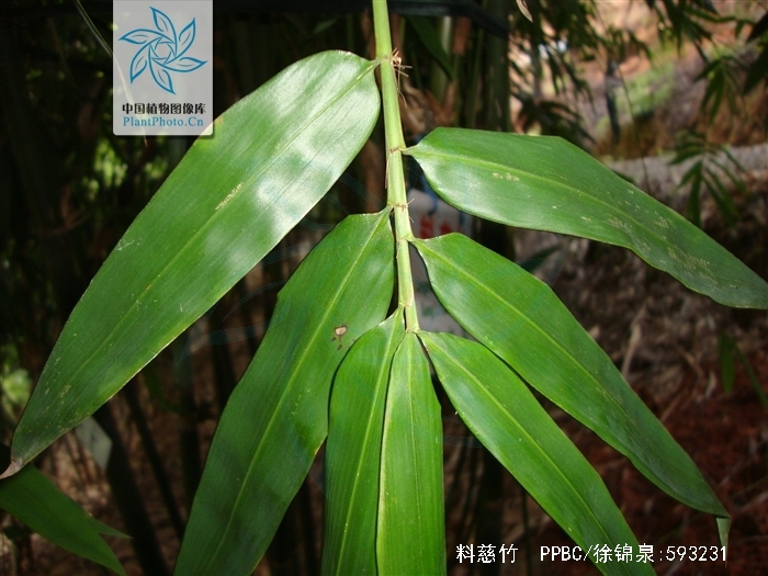  p>料慈竹(学名: i>bambusa distegia /i> (keng et keng f.