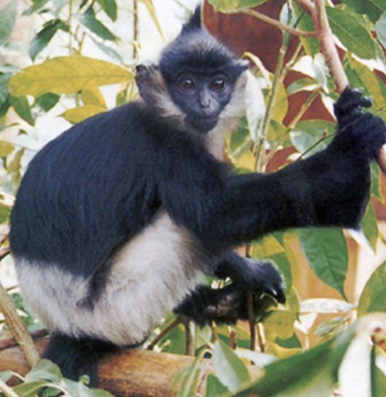  p>德拉库尔乌叶猴(学名:trachypithecus delacouri)因以树叶为食而得