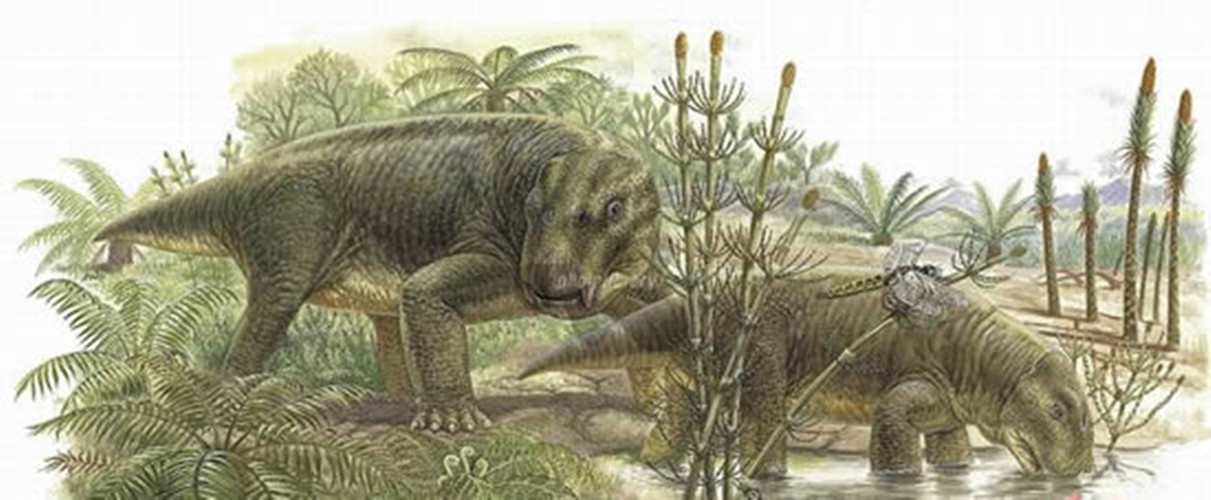 属下孔类的 a target="_blank" href="/item/二齿兽类/504656" data