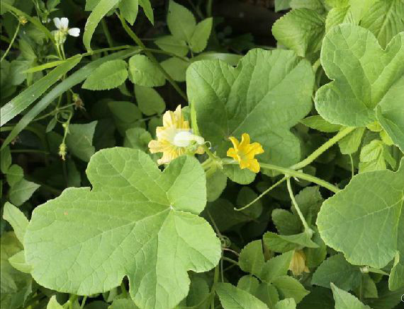  p>西薄洛托是甜瓜杂交新品种,该品种叶片小,叶色浅绿,叶面细毛多