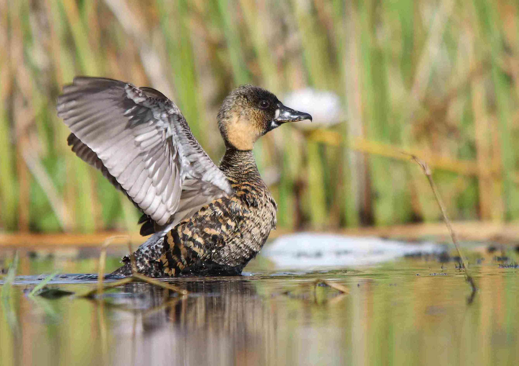  p>白背鸭(学名:thalassornis leuconotus)是鸭科白背鸭属的唯一物种.