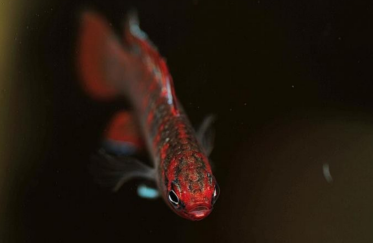  p data-id="gnwklg3nnb">火焰变色龙是近几年新发现的鱼种,最初将