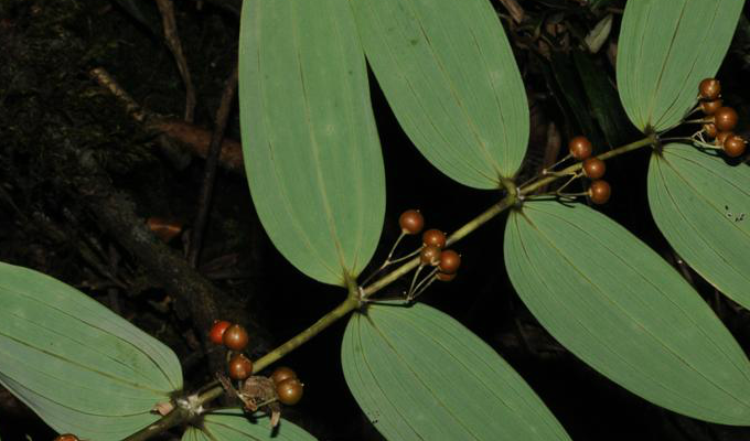  p>对叶黄精(学名:polygonatum oppositifolium)是百合科黄精属具根状