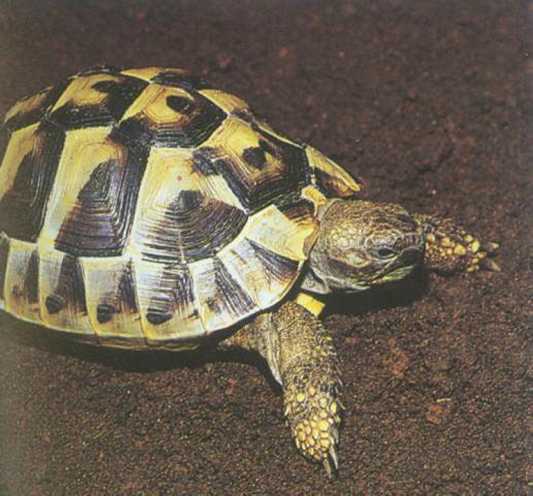  p>赫尔曼陆龟(学名: i>testudo hermanni /i>)是陆龟科,陆龟属龟类.