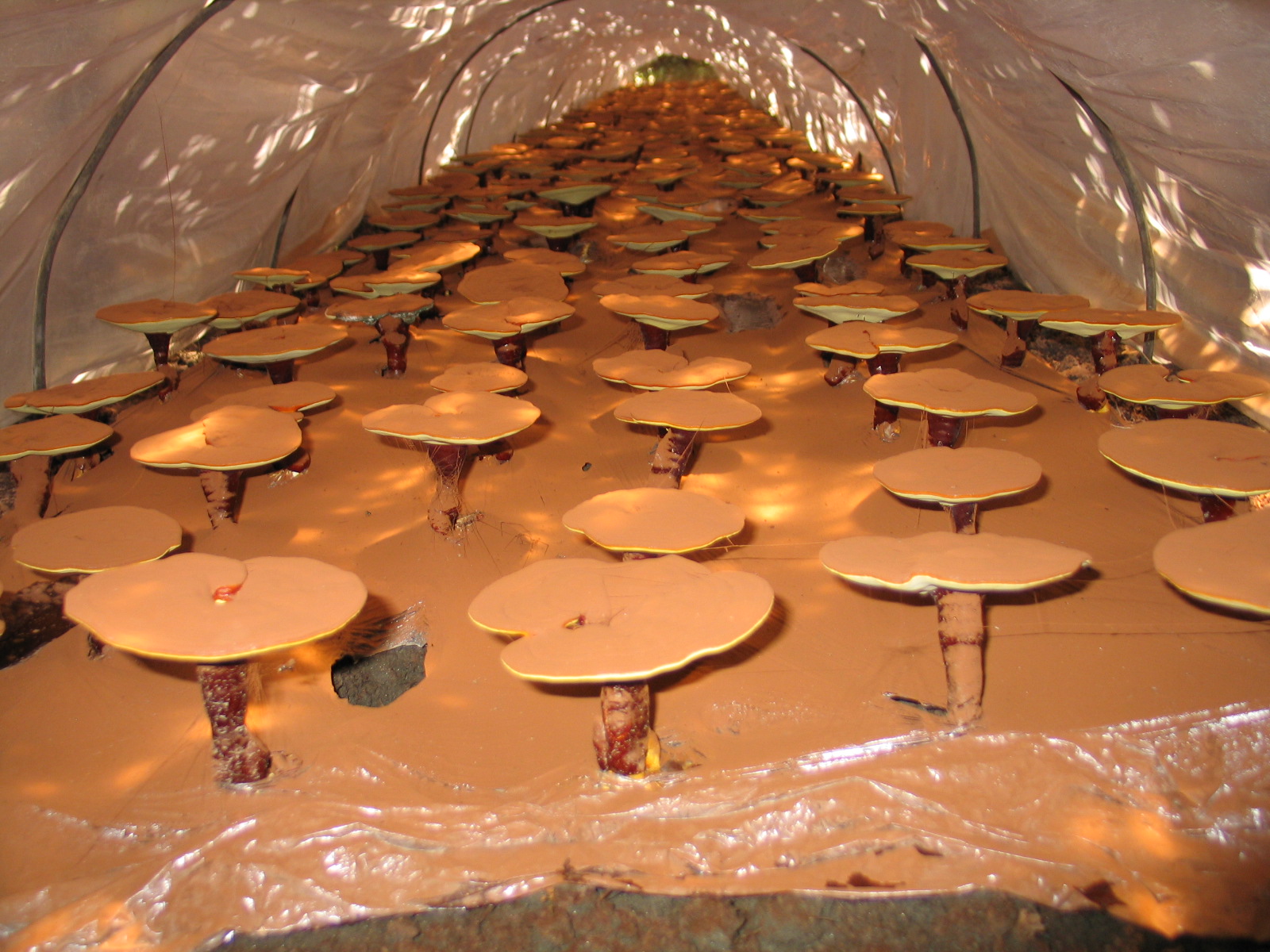 安徽大别山灵芝基地