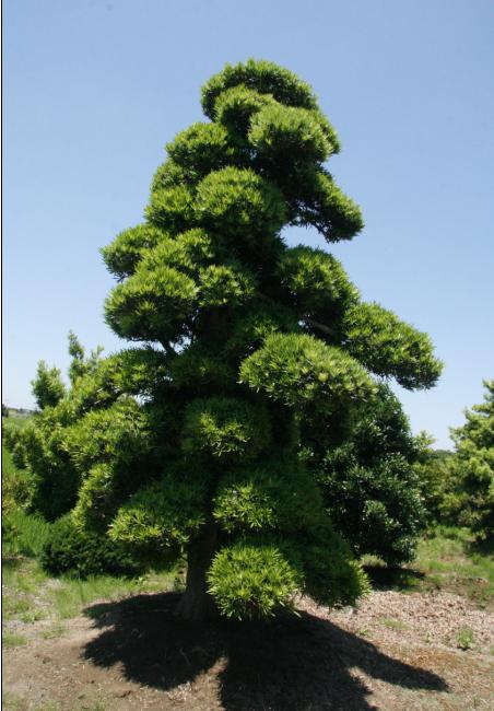 狭叶罗汉松(变种)