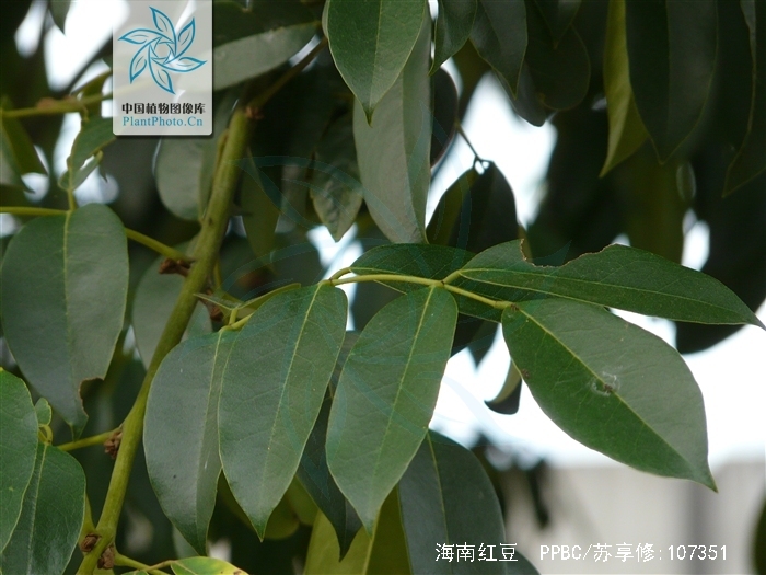 merr.)是豆科,红豆属常绿乔木或灌木.