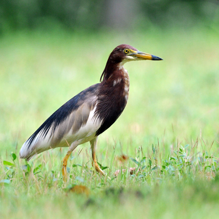  /i>)是鹳形目鹭科的 a target="_blank" href="/item/鸟类/278334"