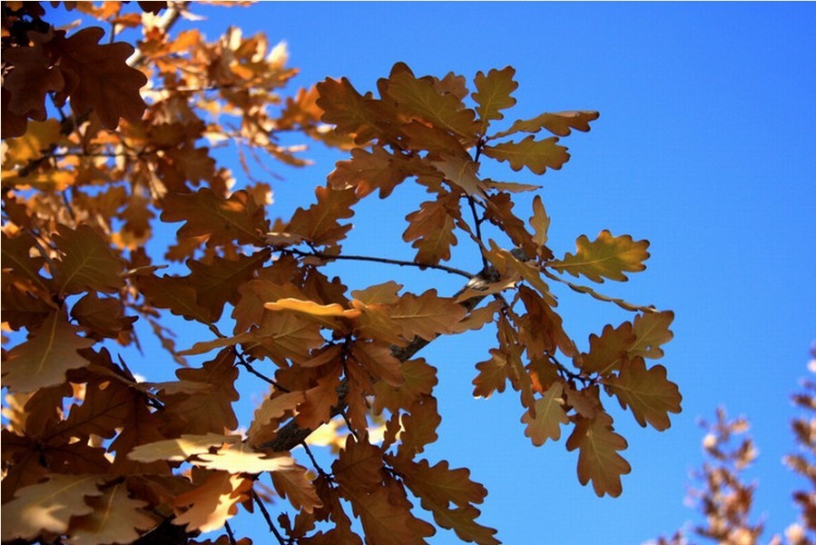  p> a target="_blank" href="/item/夏栎">夏栎 /a>,英文名称