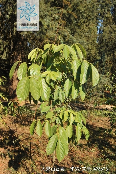 大果山香圆