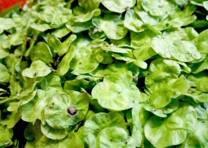  p>黑榆(学名: i>ulmus davidiana /i> planch.