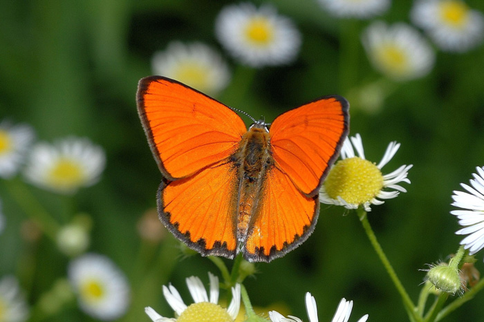 橙灰蝶
