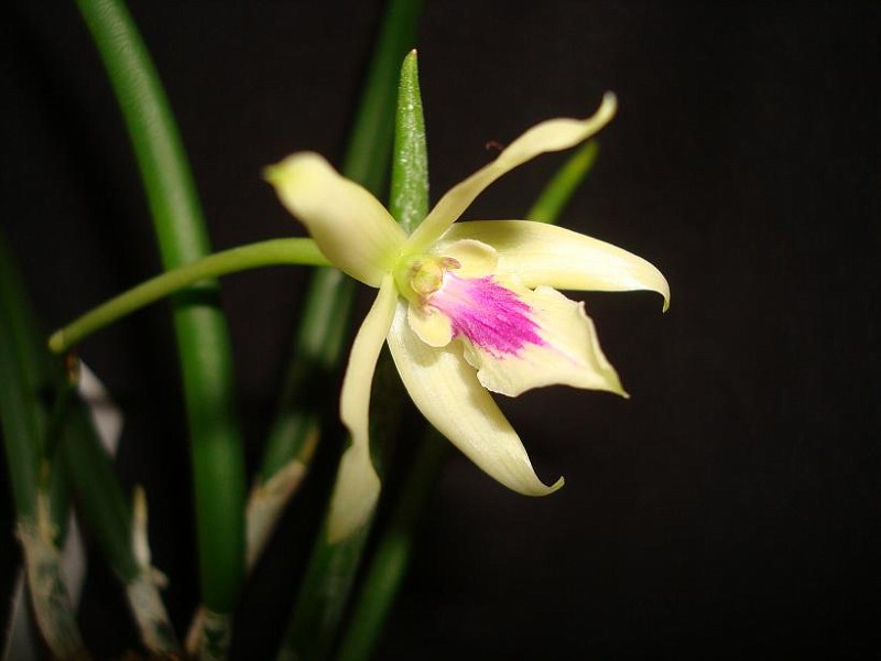  p>棒叶兰,属原生兰花品种,植物学名叉子股,棒叶兰这个兰名是云南养兰