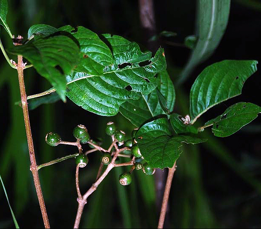  p data-id="go05e8w3jc">甘藤又叫甜藤(《嘉》),感藤.