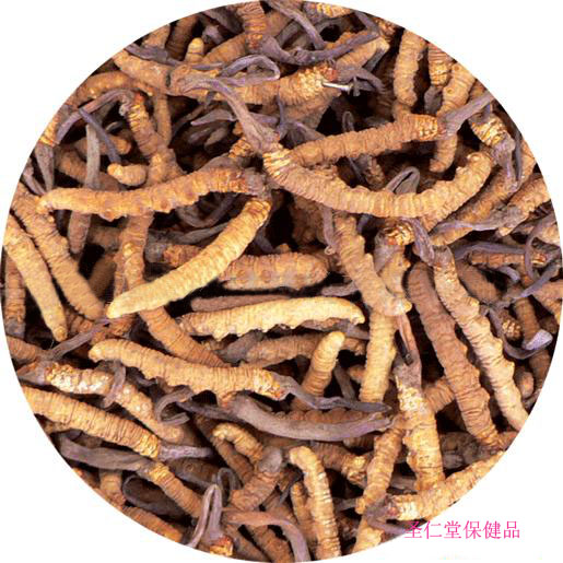 一点蝙蝠蛾
