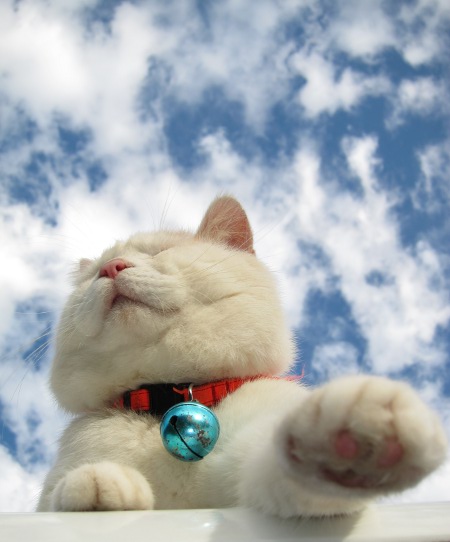  p> a target="_blank" href="/item/猫叔">猫叔 /a>(2002年3月8日