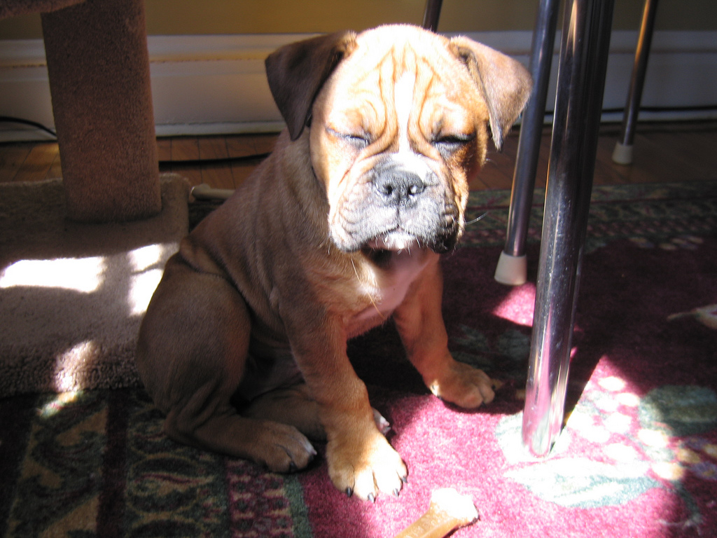 斗牛犬bulldog