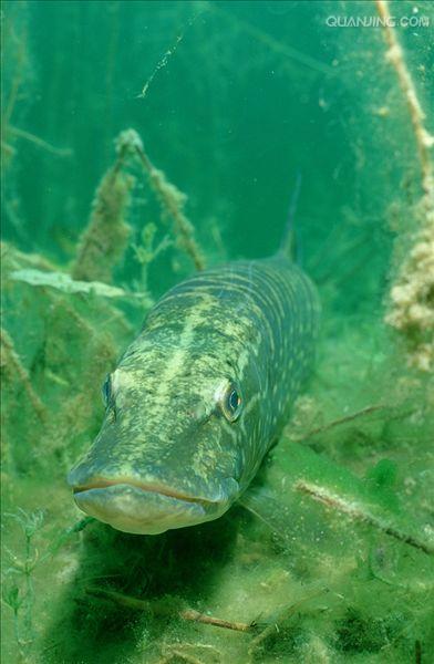  p>黑斑狗鱼(学名: i>esox reicherti /i>),为狗鱼科.