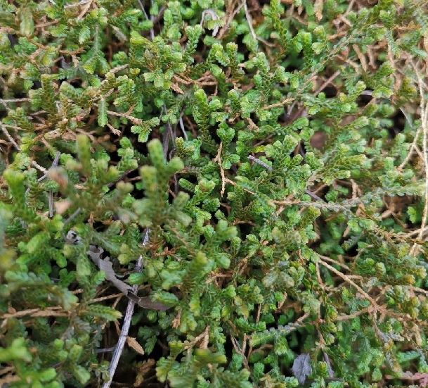  p>中华卷柏(学名: i>selaginella sinensis /i> (desv.