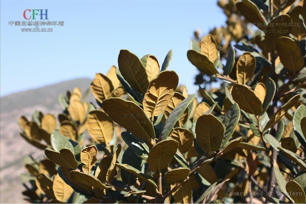 quercus semicarpifolia smith