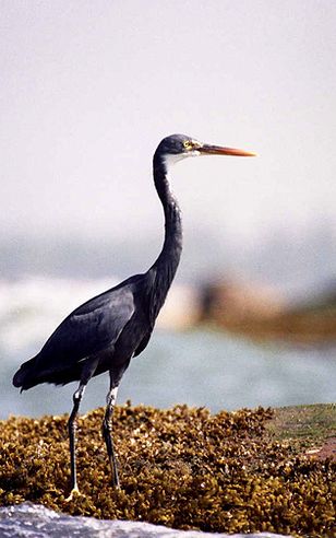 white-bellied heron