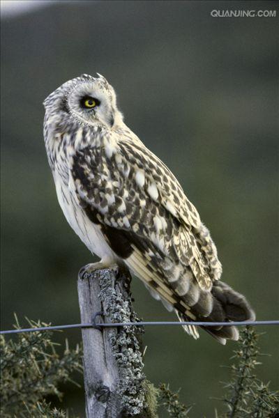 short-eared owl