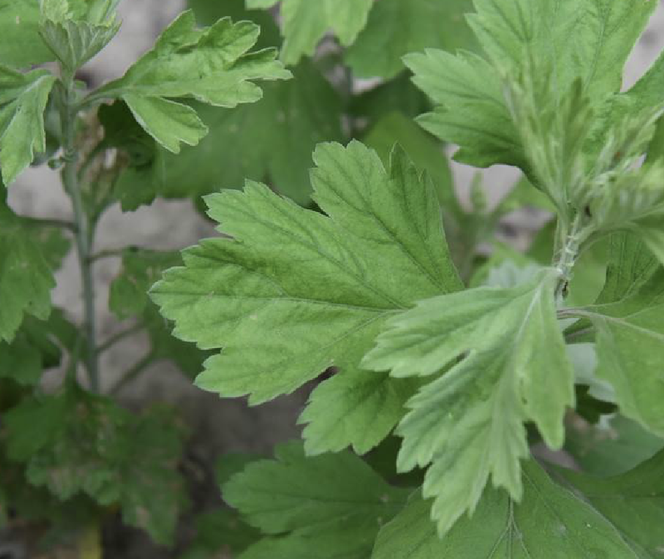  p>艾(学名: i>artemisia argyi /i> levl.