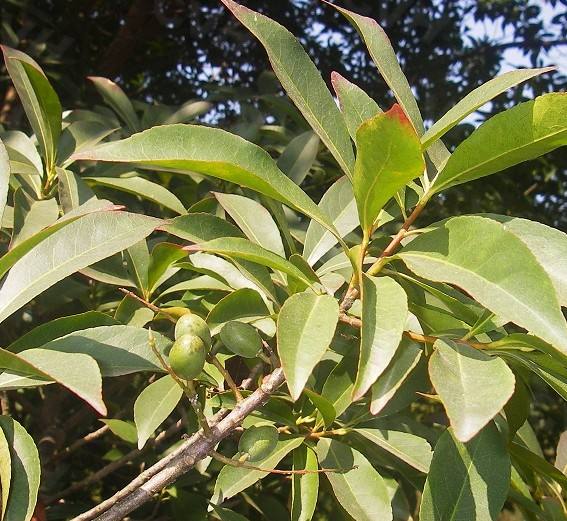 杜英(杜英哲 陈昕 图片)