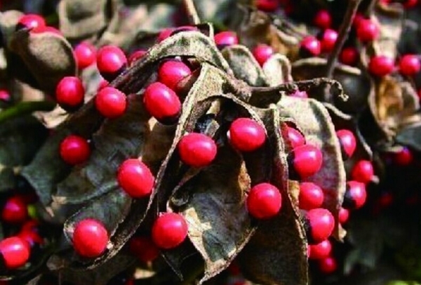 ctrid="tzqkwlwm80zc">鸡母珠是豆科相思子属的落叶缠绕性藤本植物