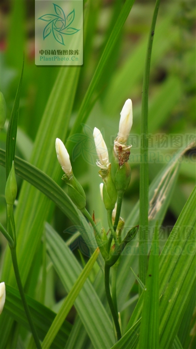  p>红葱属(学名:eieutherine herb.