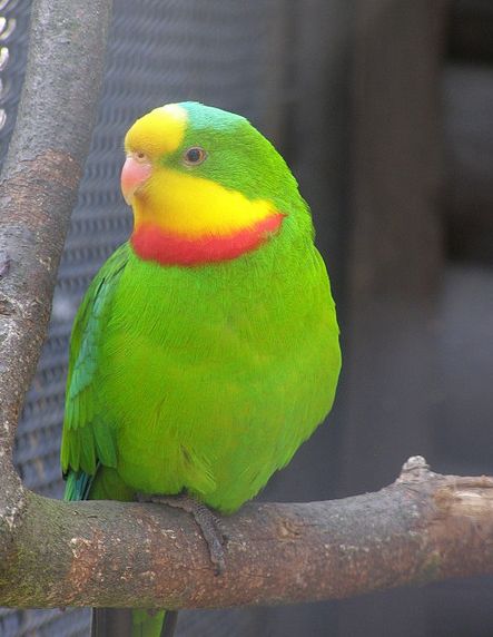  p>超级鹦鹉(学名:polytelis swainsonii)是典型的 a href="#" data