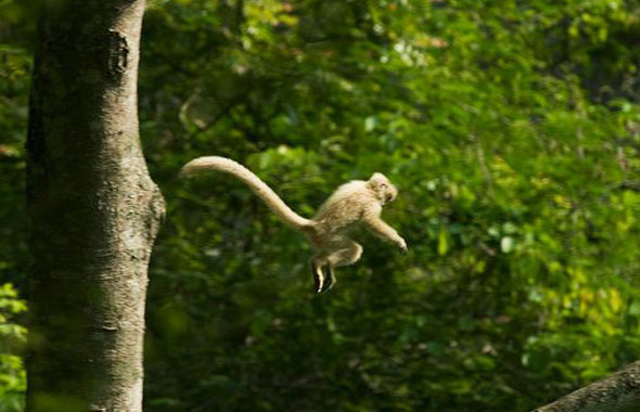  p>金色乌叶猴(学名: i>trachypithecus geei /i>):头体长49-72厘米