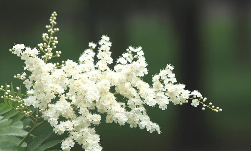  p>大萼珍珠花(学名:lyonia macrocalyx (anth.