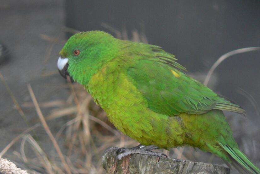 青绿锥尾鹦鹉墨西哥亚种