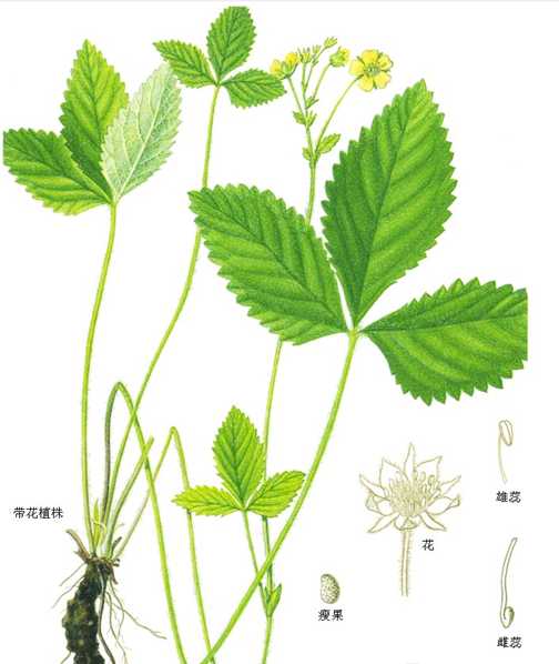 中华三叶委陵菜