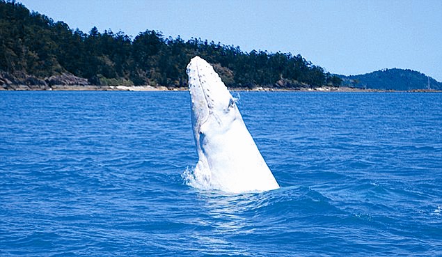 白色座头鲸米迦罗