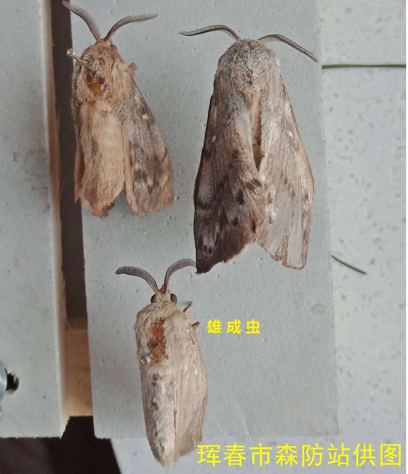  p>落叶松毛虫 i>dendrolimus superans  /i>(butler)是 a href="#">
