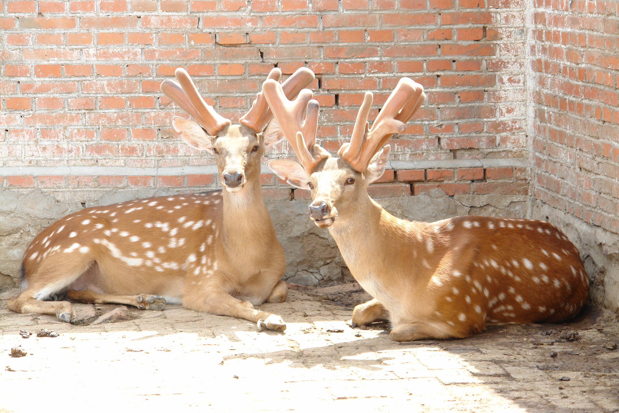  p>梅花鹿山西亚种是梅花鹿的一个亚种,眼窝凹陷,有颜面腺;有足腺;无