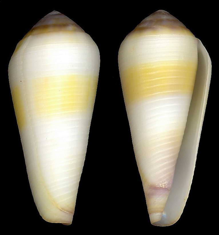  p>灰色芋螺(学名:phasmoconus cinereus)花纹清晰,贝壳厚实.