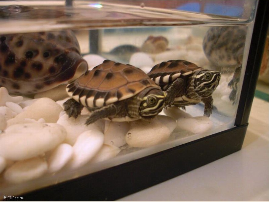  p>马来食螺龟(学名:malayemys subtrijuga)颚微钩曲.