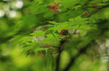 青枫