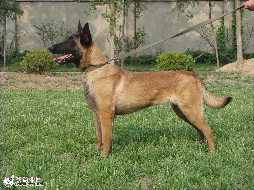  p>中国马犬是 a href="#" data-lemmaid="4764792">昆马犬 /a>的俗名