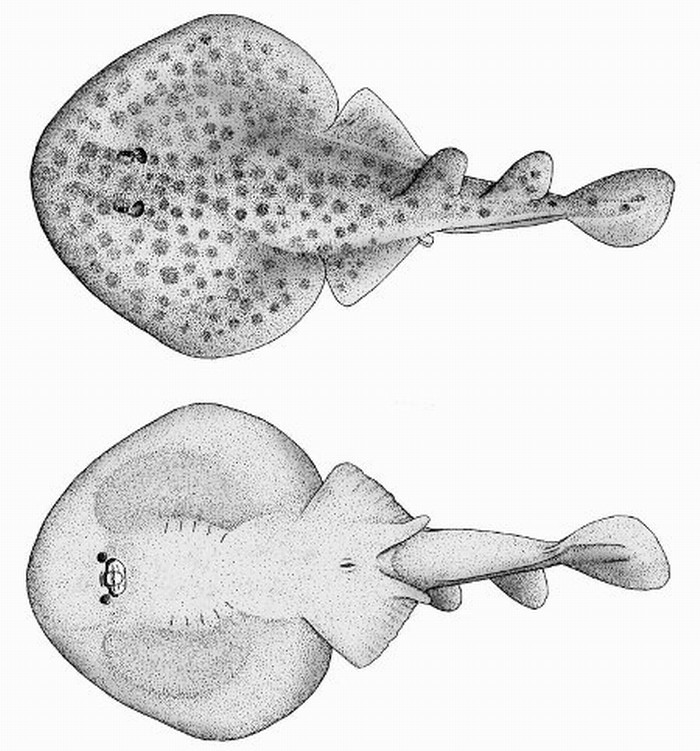  p>丁氏双鳍电鳐,( i>narcine timlei /i>&nbsp;bloch et